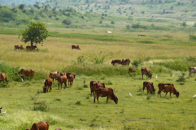 Horses in a field