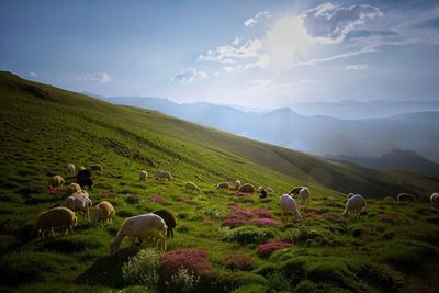 Sheep grazing on field against sky