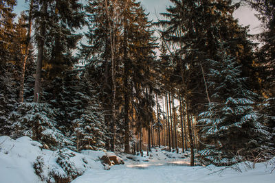 View of pine trees on snow covered field