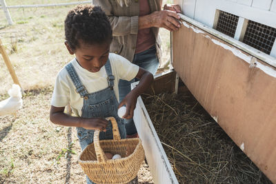 Boy collecting eggs in basket with grandmother from chicken coop