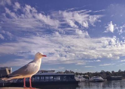 Seagull on a sea