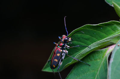 Close-up of insect on plant