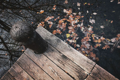 High angle view of leaves on wood in forest