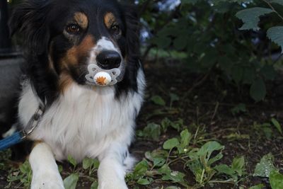 Close-up of border collie carrying pacifier in mouth on field