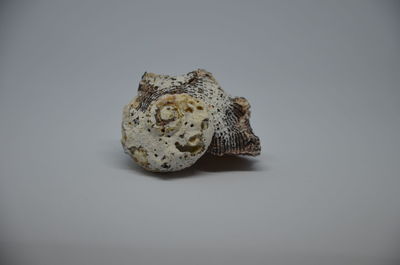 Close-up of shell on white background