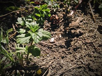 High angle view of insect on plant