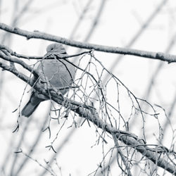 Low angle view of bird perching on branch