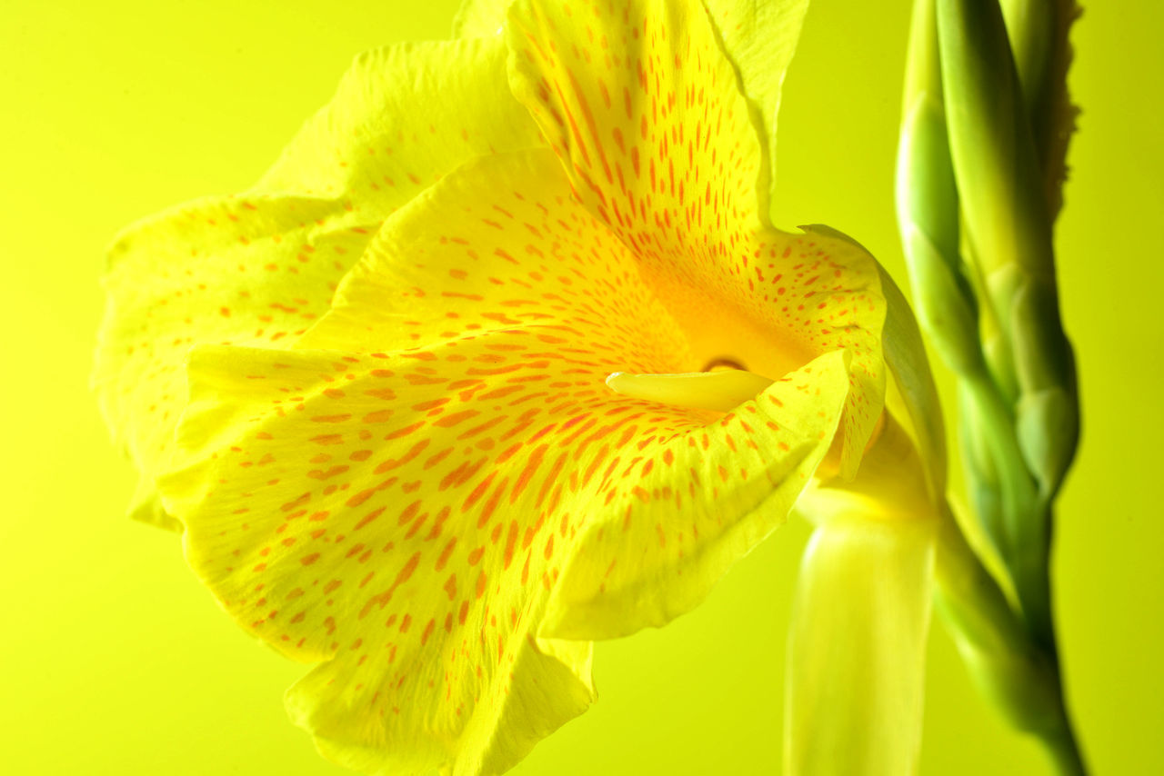 CLOSE-UP OF YELLOW FLOWER ON GREEN PLANT