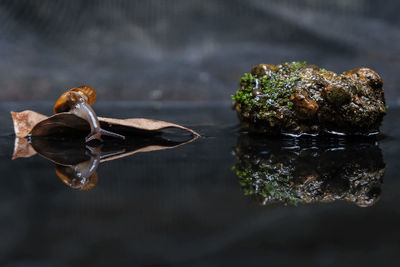 Close-up of food on table