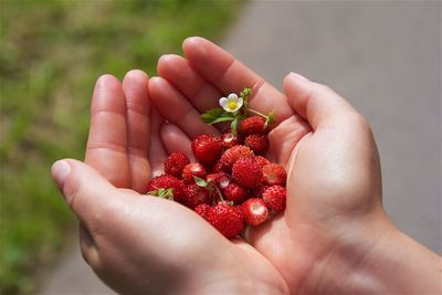 Close-up of hand holding fruit