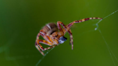 Close-up of spider on web