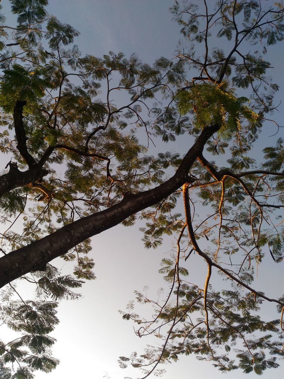 low angle view, tree, branch, growth, clear sky, nature, sky, beauty in nature, tranquility, outdoors, high section, no people, day, scenics, leaf, sunlight, treetop, tree trunk, blue, tranquil scene