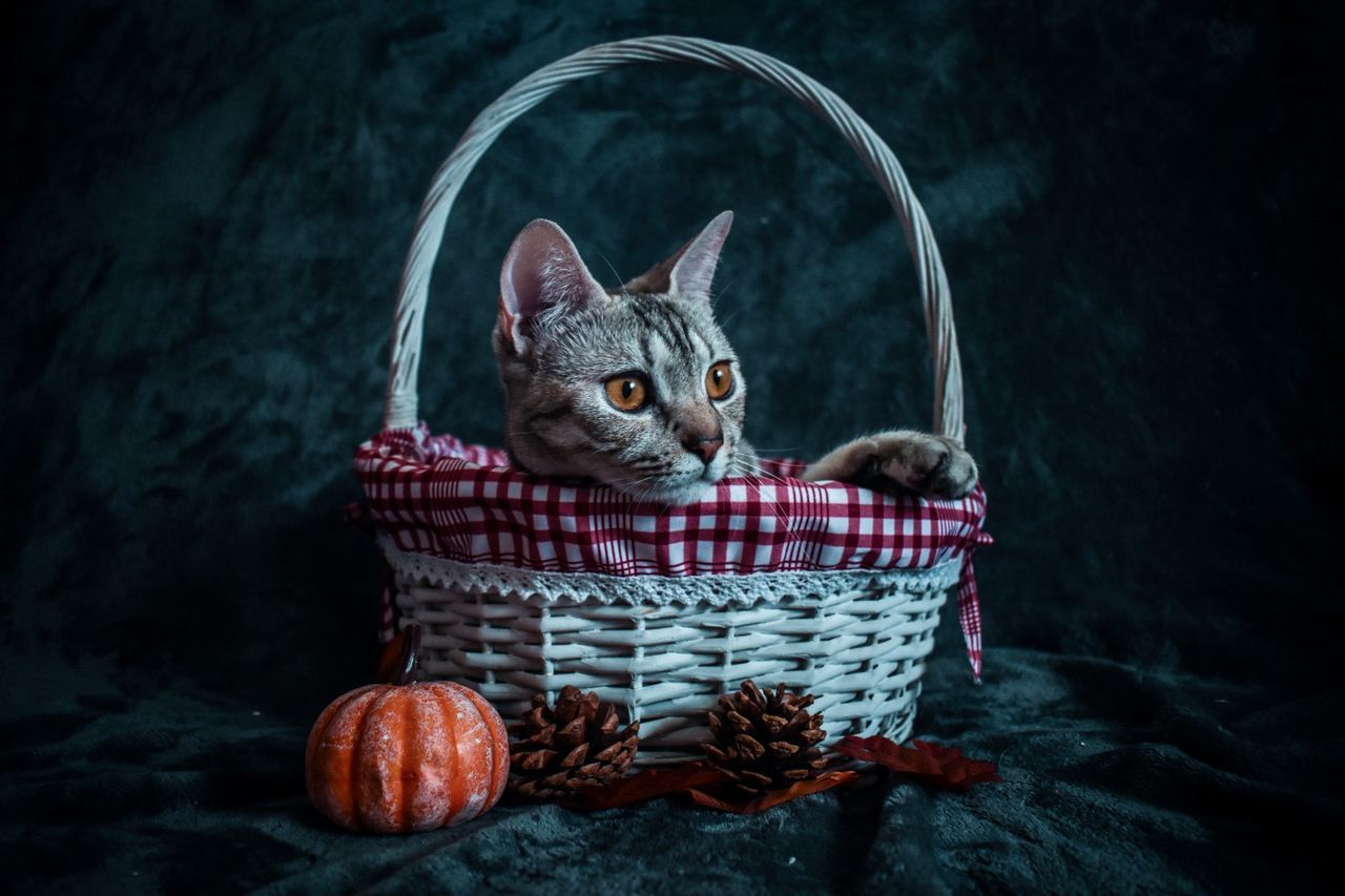 PORTRAIT OF A CAT IN BASKET