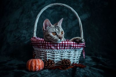 Portrait of cat sitting in basket