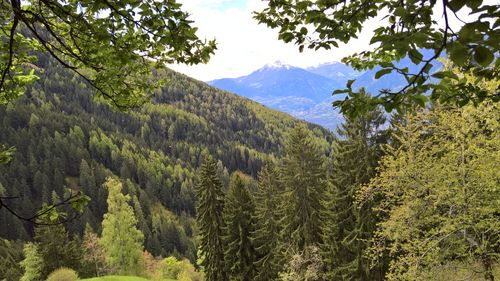 Scenic view of pine trees and mountains against sky