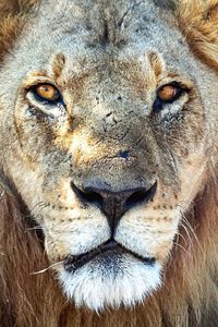 Close-up portrait of lion