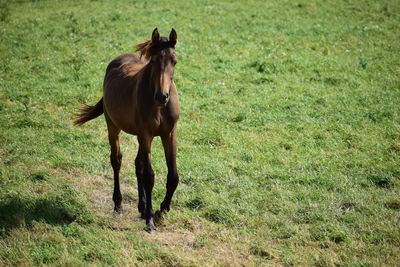 Horse running in a field