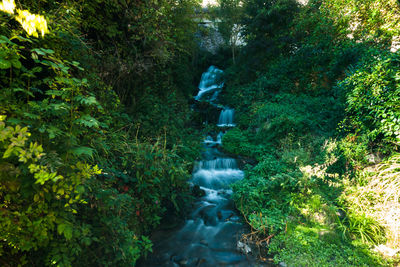 Stream flowing amidst trees in forest