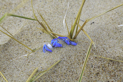 High angle view of blue flower on field