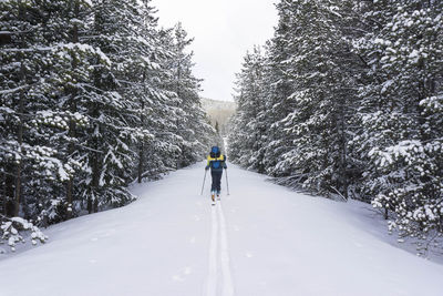 Rear view of female hiker splitboarding on snow covered land amidst trees