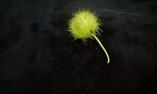 Close-up of dandelion