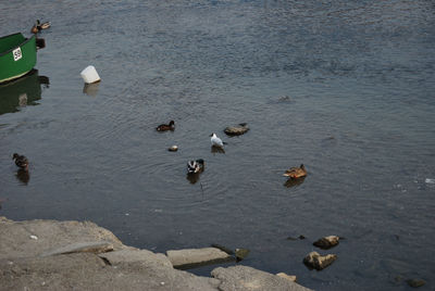 High angle view of ducks in water