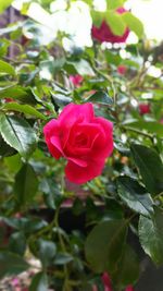 Close-up of pink rose blooming outdoors