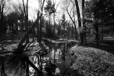 Scenic view of lake in forest