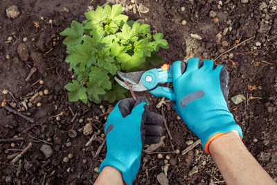 High angle view of hand holding leaf