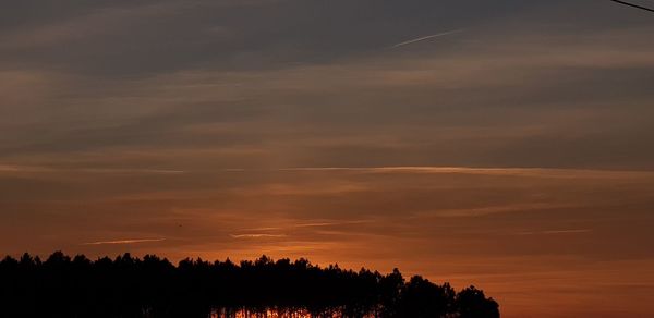 Low angle view of silhouette trees against orange sky