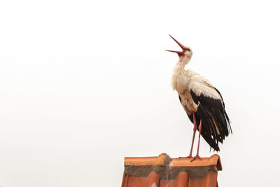 Low angle view of bird perching against the sky