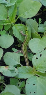 High angle view of green leaves in water