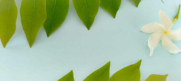 Close-up of white flowering plant leaves