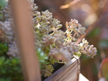 Close-up of flowering plant