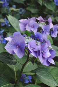 Close-up of purple flowering plant