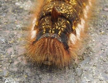 Close-up of spider
