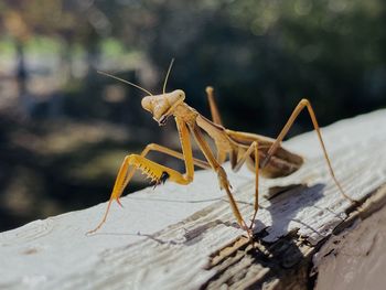 Close-up of insect on wood