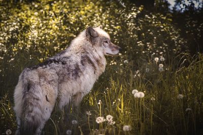 Wolf standing in a field