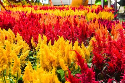 Close-up of fresh yellow flowers in market