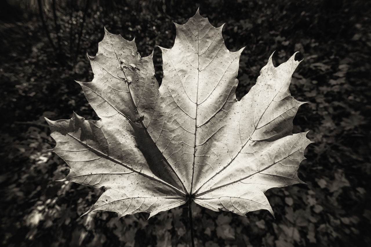 HIGH ANGLE VIEW OF DRIED LEAF ON PLANT