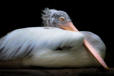 Close-up of pelican