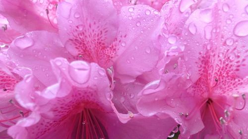 Close-up of pink flower