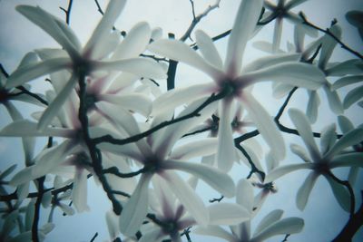 Full frame shot of white flowers