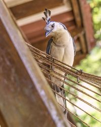 Low angle view of bird perching on railing