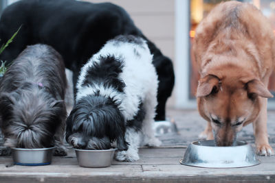 Dogs eating from bowls