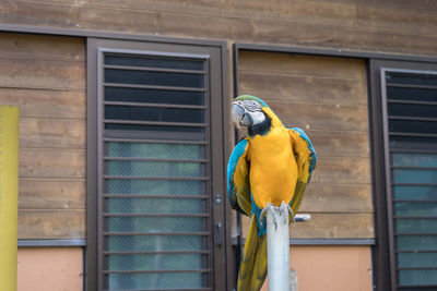 Gold and blue macaw perching on pole