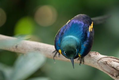 Close-up of bird perching on branch