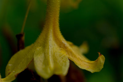 Close-up of yellow flowering plant