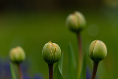 Close-up of flowering plant