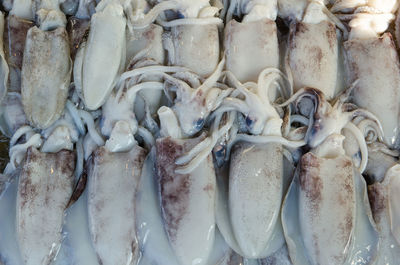 Full frame shot of calamaris arranged for sale at market